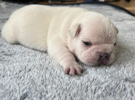 KC Frenchies, platinum/blue masked