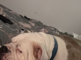 6 year old dog for rehoming