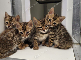 Bengal kittens