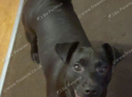 Luna Pattersdale Terrier