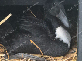 5/6 week old Female duckling