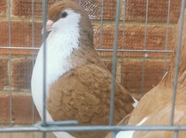Lahores for sale