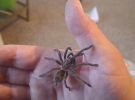 Gold/Green Phormictopus SP