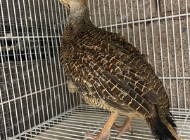 Grey francolin female