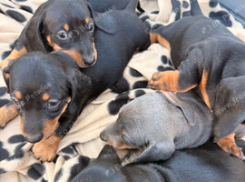 5 beautiful full bred dashounds for sale