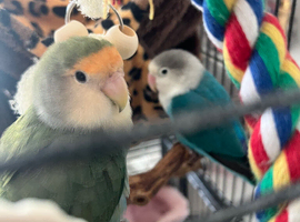 Lovebird pair