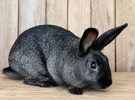 Beautiful Harlequin &times; Rex Female Rabbit ️