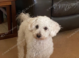 2 year old affectionate Maltipoo