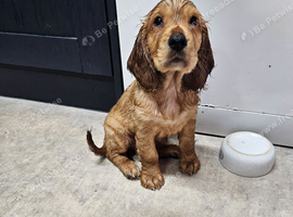 1 red beautiful boy ready to leave