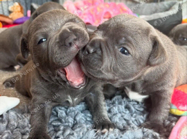 Staffordshire bull terrier puppies