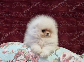 Ultra Teddy Bear Pomeranian Puppies
