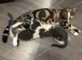 Europian short hair Beautiful Kittens Looking for Loving Homes
