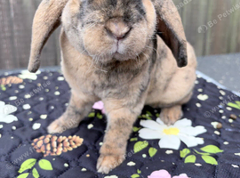 Mini plush lop