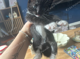1 kitten