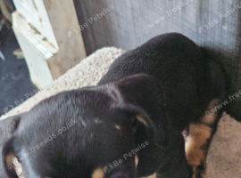 Frenchie and dachsund mix