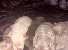 lilac chow chow males ONLY TWO LEFT !!!