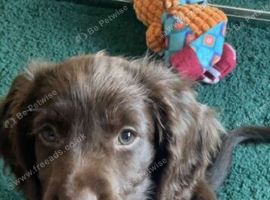 Coker spaniel puppy 8month bitch