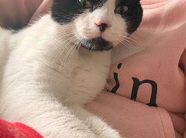 2 male cats for sale