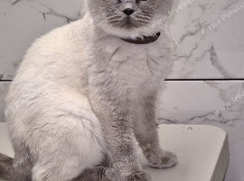 Young adult female