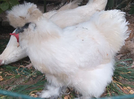 Silkie Hen, lots of character, 12 months old, lays light brown eggs
