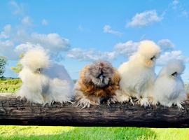 SILKIES POINT OF LAY MANY COLOURS - READY TO COLLECT NOW