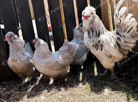 Eggs Hatching