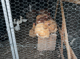 Buff Orpington