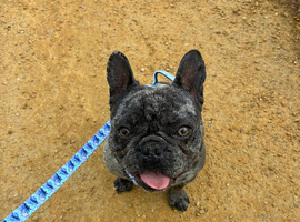 Gizmo