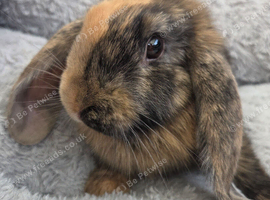 Beautiful mini lops boys and girls avalible .