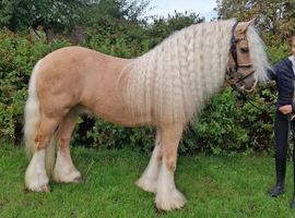 Jonny Bravo 14.1hh 7 year old