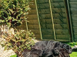 Cane corso puppys