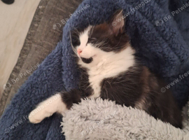 1 Female Ragdoll cross kitten left
