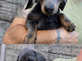 Miniature dachshund
