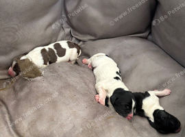 Springer pups for sale