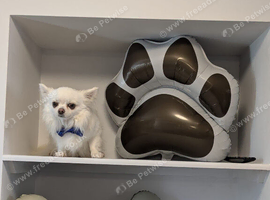 Proven Long Coat Chihuahua Stud Dog