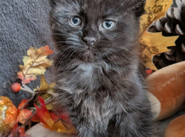 Wedgie kittens ready to good homes