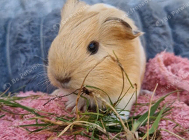Adorable Baby Sheltie Guinea Pig Boy Looking for a Loving Home