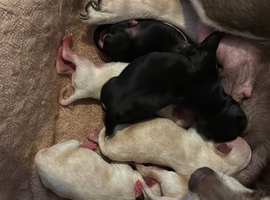 New born puppies 10th June