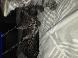Two tabbys 1 male, 1 female