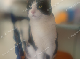 Clawdia beautiful black and white female cat neutered