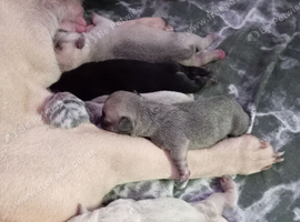 Frenchie Puppies