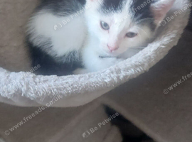 Kittens ready for new home