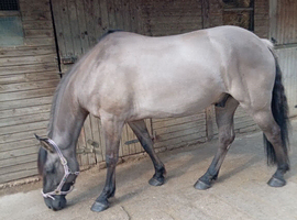 Highland partbred