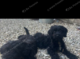 Gorgeous Cockapoo puppies