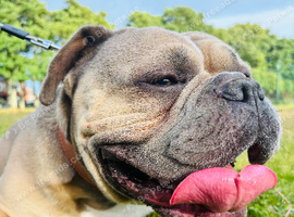 Micro bully x frenchie