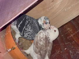 Turkish, polish, American show racer, racer pigeon for sale Diferent price and preceding pairs available