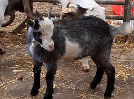 Castrated billy kid for sale pgymy goat