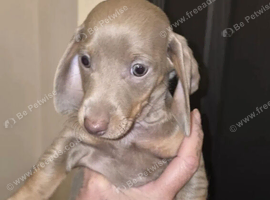 Beautiful Miniature Dachshund Puppies