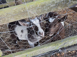 Pygmy Nanny's x3