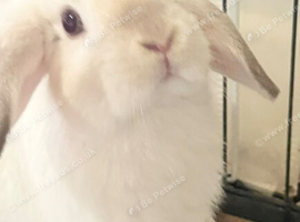 Lionhead babies Ready Now